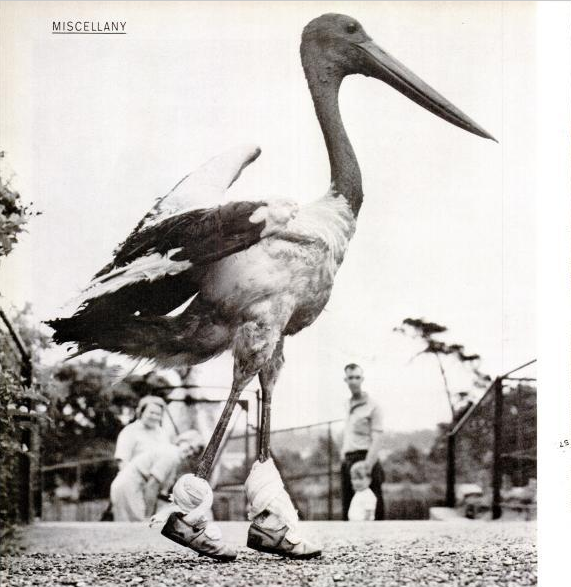 Photo by UESguys27 with the username @UESguys27,  January 24, 2012 at 10:42 PM and the text says 'blackandwtf:

1960
A pelican takes a stroll. 
(via iloveoldmagazines)
 #Random'