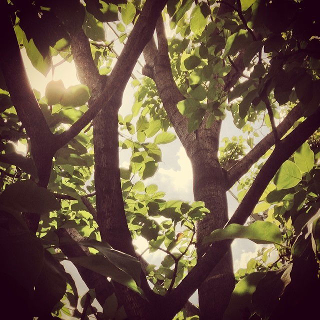 Photo by artsexlove with the username @artsexlove,  February 20, 2014 at 5:41 PM and the text says '#tree #leaves #sky #clouds #saopaulo #brazil #brazil  #clouds  #tree  #leaves  #sky  #saopaulo'