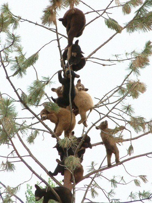 Photo by SammyStrips with the username @SammyStrips,  March 13, 2015 at 6:00 PM and the text says 'awwww-cute:A Tree Full Of Baby Bears'
