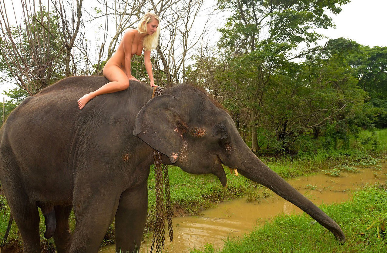 Photo by Captain-LeChene with the username @Captain-LeChene, posted on April 16, 2017 and the text says 'nakedgirlsdoingstuff:Elephant ride on holiday in Sri Lanka.'