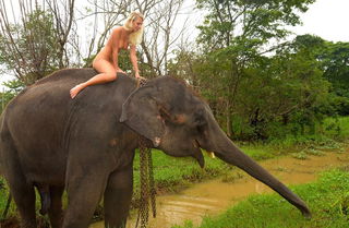 Photo by Captain-LeChene with the username @Captain-LeChene,  April 16, 2017 at 8:10 AM and the text says 'nakedgirlsdoingstuff:Elephant ride on holiday in Sri Lanka'