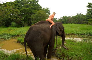 Photo by Captain-LeChene with the username @Captain-LeChene,  April 16, 2017 at 8:10 AM and the text says 'nakedgirlsdoingstuff:Elephant ride on holiday in Sri Lanka'