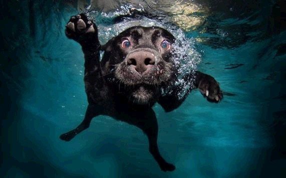 Photo by Firepower with the username @hungrygirls,  November 30, 2013 at 11:16 AM and the text says '#dogs  #underwater'