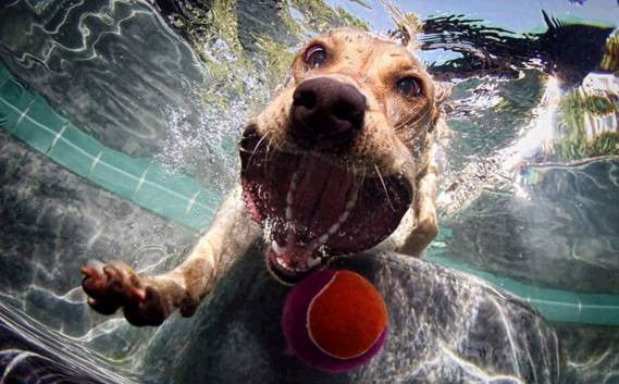 Photo by Firepower with the username @hungrygirls,  November 30, 2013 at 11:16 AM and the text says '#dogs  #underwater'