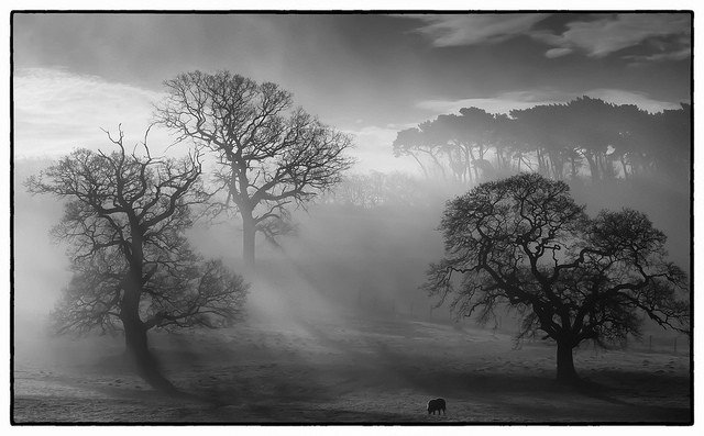 Photo by Firepower with the username @hungrygirls,  February 17, 2014 at 1:02 AM and the text says 'Morning Has Broken #sunrise  #sheep  #landscape  #Black  #and  #White  #mist'