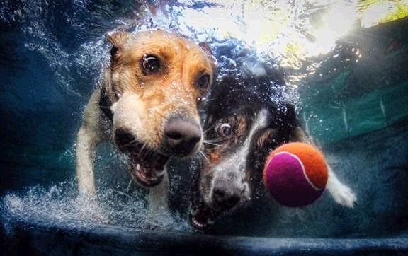 Photo by Firepower with the username @hungrygirls,  November 30, 2013 at 11:16 AM and the text says '#dogs  #underwater'