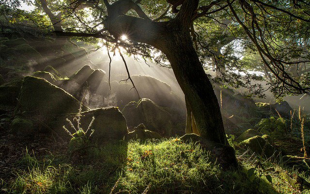 Photo by Firepower with the username @hungrygirls,  May 8, 2014 at 12:04 PM and the text says 'September Mist by millsj82 on Flickr. #mist  #tree  #rocks  #moss  #oak  #tree  #peak  #district  #derbyshire  #light  #rays  #sunrays  #landscape  #gritstone  #distagont2821  #ZE'
