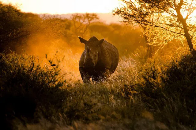 Photo by Firepower with the username @hungrygirls,  October 5, 2014 at 12:01 AM and the text says 'Rhino at Sunset by Craig Pitchers on Flickr. #rhino  #madikwe  #sunset  #southafrica'