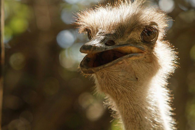 Watch the Photo by Firepower with the username @hungrygirls, posted on October 26, 2014 and the text says 'Evelyn by Matt Floreen on Flickr. #africa  #african  #kutinaturepreserve  #malawi  #animal  #bird  #ostrich'