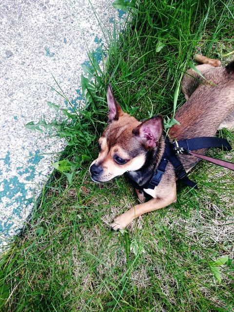 Photo by bbpnp with the username @bbpnp,  August 16, 2016 at 1:50 PM and the text says 'Eevee Hanging Out, Hello World, Enjoying Life, Relaxing, Eevee, Dog, Taking Photos, Montreal, Canada, Walking, Grass, Best Friends Forever , Best Friends by clovis jonathan gravel on EyeEm #HangingOut  #HelloWorld  #EnjoyingLife  #Relaxing  #Eevee  #Dog..'