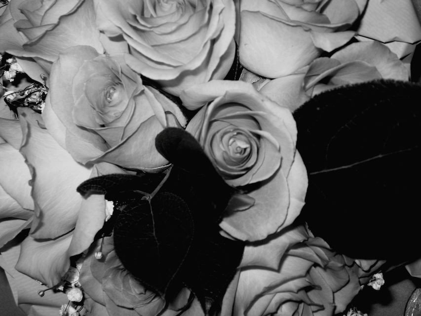 Photo by bbpnp with the username @bbpnp,  April 15, 2016 at 2:39 AM and the text says 'Darkeness roses Flowers, Boquet, Center Piece, Nature, black and white Taking Photos by clovis jonathan gravel on EyeEm #Flowers  #Boquet  #CenterPiece  #Nature  #TakingPhotos'