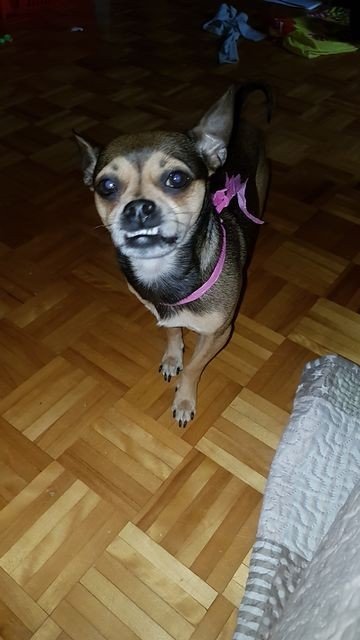 Photo by bbpnp with the username @bbpnp,  August 24, 2017 at 12:26 PM and the text says 'Say Cheese, Dog, Pets, One Animal, Domestic Animals, Animal Themes, Hardwood Floor, High Angle View, Alertness, Looking At Camera, Portrait, Mammal, Indoors , No People, Friendship, Chihuahua, Eevee, Fido, Looking At Camera, Indoors , Puppyeyes, Tranquil..'
