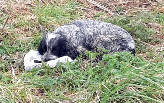 Photo by bbpnp with the username @bbpnp,  February 25, 2016 at 9:53 AM and the text says 'A mother dog was found abandoned at the side of the road with “tears in her eyes” as she sat next to a carrier bag stuffed with her dead puppies.  The heartbreaking sight was witnessed by Paul Skinner, who was cycling in the village of Midville, Lincs,..'