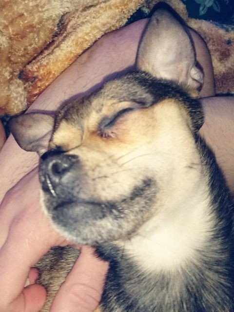 Photo by bbpnp with the username @bbpnp,  March 30, 2016 at 7:23 PM and the text says 'Comfort Relaxing, Sleep Time, Dog by clovis jonathan gravel on EyeEm #Relaxing  #SleepTime  #Dog'