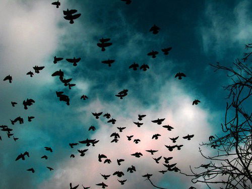 Photo by Sable with the username @SablexXx, who is a verified user,  October 8, 2011 at 9:52 AM and the text says '#shadow  #birds  #nature  #sky'