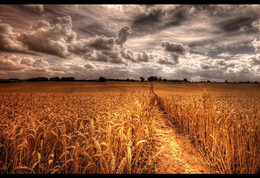 Watch the Photo by Sable with the username @SablexXx, who is a verified user, posted on June 4, 2011 and the text says 'The Golden Path by Martyn Starkey #Landscape  #Wheatfield  #Martyn  #Starkey'