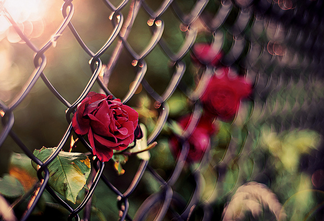 Photo by Sable with the username @SablexXx, who is a verified user,  September 22, 2011 at 6:18 PM and the text says '#flowers  #roses  #fence  #nature'