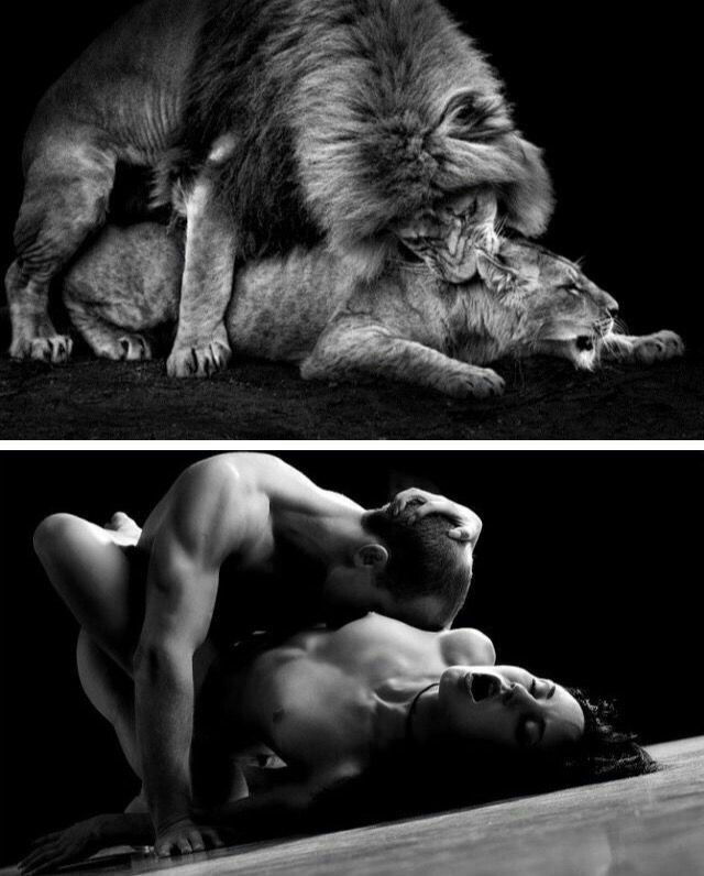 Photo by KonkeyDong80 with the username @KonkeyDong80,  July 20, 2016 at 2:34 AM and the text says '#porn  #hot  #sexy  #sex  #animal  #similarities  #boobs  #breasts  #tits  #lion'