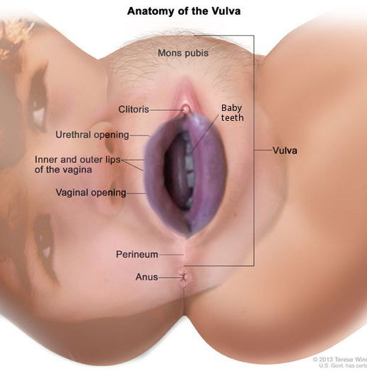 Watch the Photo by KonkeyDong80 with the username @KonkeyDong80, posted on August 22, 2016 and the text says 'champagnemanagement:

stranger dentata
 #vulva  #pussy  #vagina  #mouth  #teeth  #dentala  #stranger  #anus  #clitoris  #diagram'