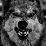 Darknessofawolf