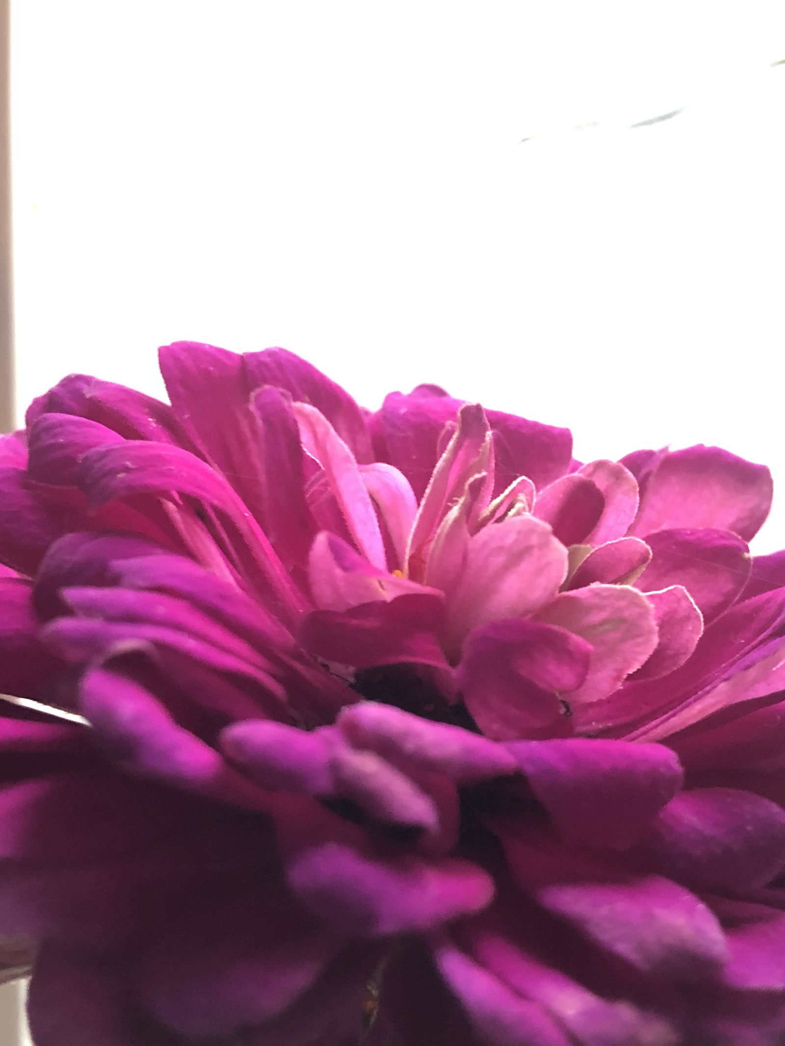 Photo by PolyAnnieStudios with the username @PolyAnnieStudios, who is a star user,  October 12, 2019 at 2:20 PM. The post is about the topic Flowers and the text says 'My zinnias were late to bloom this year and are abundant right now! Sometimes its nice to stop and admire their beauty💕✨ 
https://www.instagram.com/polyannie01/'