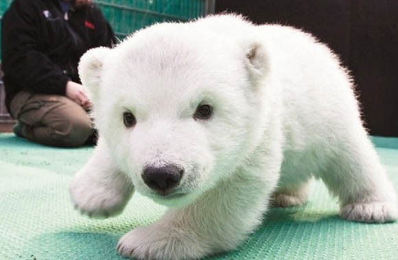 Photo by JoonasD6 with the username @JoonasD6,  October 21, 2014 at 4:41 PM and the text says 'brokenunderstars:

No one ever said babies weren’t cute. 
Seal, Fawn, Owl, Pigglet, Fox-pup, Sloth, Polar bear cub, Bunny and dolphin. (young babies)

And then there are baby dinosau—I mean, parrots.(Source:..'