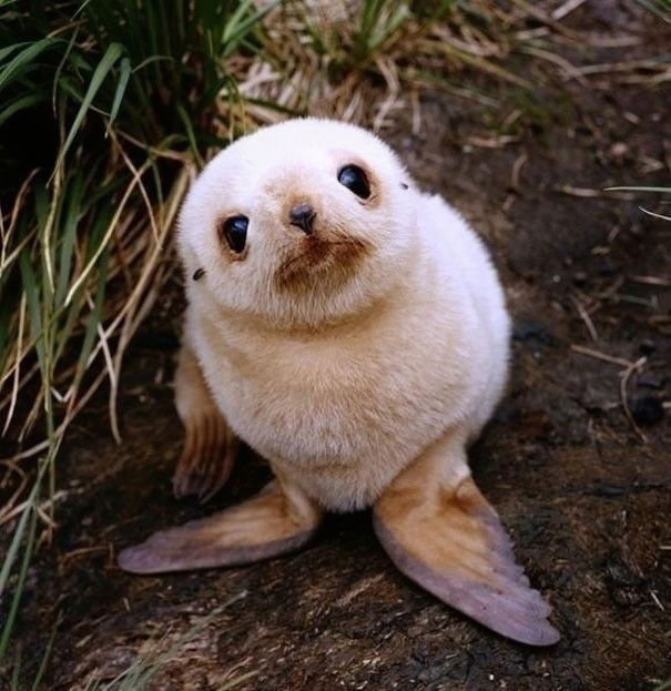 Photo by JoonasD6 with the username @JoonasD6,  October 21, 2014 at 4:41 PM and the text says 'brokenunderstars:

No one ever said babies weren’t cute. 
Seal, Fawn, Owl, Pigglet, Fox-pup, Sloth, Polar bear cub, Bunny and dolphin. (young babies)

And then there are baby dinosau—I mean, parrots.(Source:..'