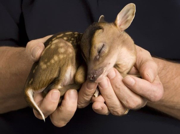 Photo by JoonasD6 with the username @JoonasD6,  October 21, 2014 at 4:41 PM and the text says 'brokenunderstars:

No one ever said babies weren’t cute. 
Seal, Fawn, Owl, Pigglet, Fox-pup, Sloth, Polar bear cub, Bunny and dolphin. (young babies)

And then there are baby dinosau—I mean, parrots.(Source:..'