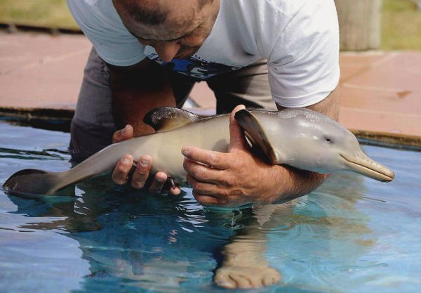 Photo by JoonasD6 with the username @JoonasD6,  October 21, 2014 at 4:41 PM and the text says 'brokenunderstars:

No one ever said babies weren’t cute. 
Seal, Fawn, Owl, Pigglet, Fox-pup, Sloth, Polar bear cub, Bunny and dolphin. (young babies)

And then there are baby dinosau—I mean, parrots.(Source:..'