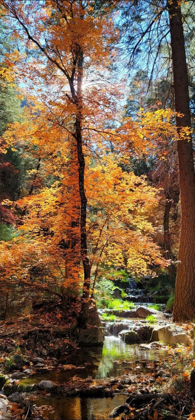 Photo by Sixfive with the username @Sixfive, who is a verified user,  November 23, 2023 at 7:11 PM. The post is about the topic Landscape scenery and the text says 'Fall colors in Southeastern Arizona in Ramsey canyon near our home. Tap on picture for full scene. I took these pictures'