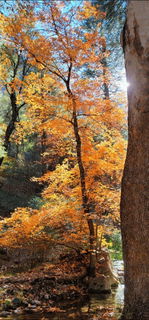 Photo by Sixfive with the username @Sixfive, who is a verified user,  November 24, 2022 at 6:19 PM. The post is about the topic Landscape scenery and the text says 'fall in our neck of the woods.  Huachuca mountains in Southeastern Arizona. I took these pictures in one of the nearby canyons'