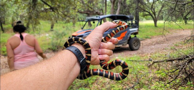 Photo by Sixfive with the username @Sixfive, who is a verified user,  August 28, 2022 at 4:27 AM. The post is about the topic Landscape scenery and the text says 'My beautiful new pet. Arizona Mountain kingsnake'