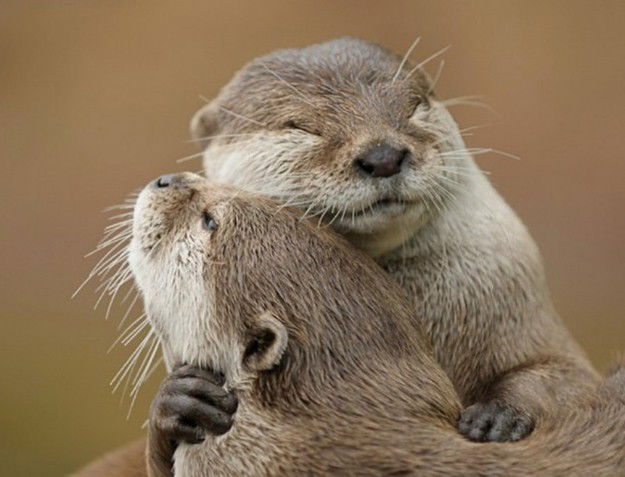 Photo by Kiri with the username @kiridenied,  March 4, 2013 at 4:42 AM and the text says 'ohwellfuckyouthen:

THEY’RE SO FUCKING HAPPY OMG

Not sexy, I know. But they&rsquo;re sooooooo cute. Otters = my favorite animal'