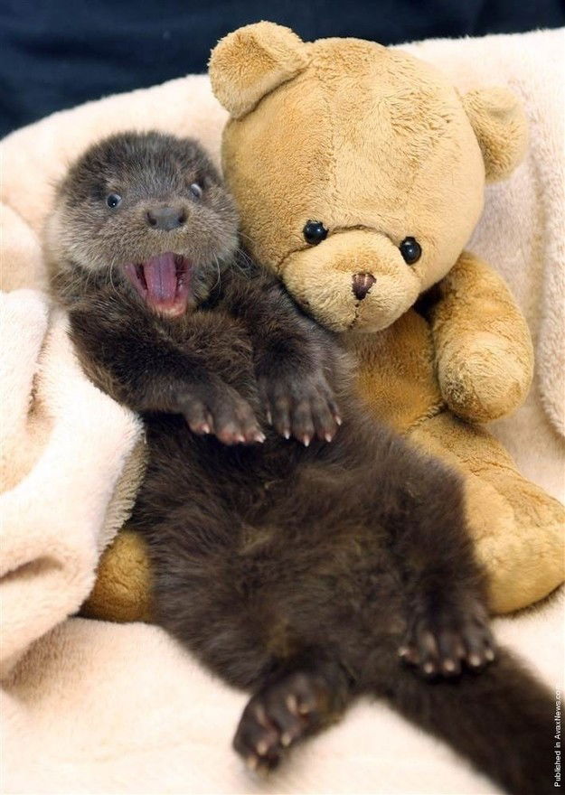 Photo by Kiri with the username @kiridenied,  March 4, 2013 at 4:42 AM and the text says 'ohwellfuckyouthen:

THEY’RE SO FUCKING HAPPY OMG

Not sexy, I know. But they&rsquo;re sooooooo cute. Otters = my favorite animal'