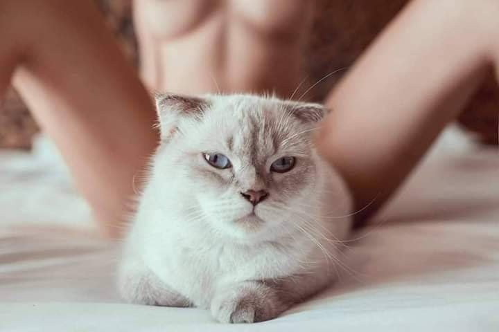 Photo by KatastophicTragedy with the username @KatastophicTragedy, who is a verified user,  May 25, 2019 at 6:19 PM. The post is about the topic Indifferent Cats In Amateur Porn and the text says 'Love how photogenic this cat is'