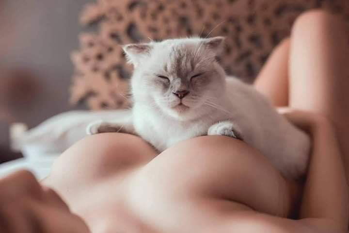 Photo by KatastophicTragedy with the username @KatastophicTragedy, who is a verified user,  May 25, 2019 at 6:19 PM. The post is about the topic Indifferent Cats In Amateur Porn and the text says 'Love how photogenic this cat is'