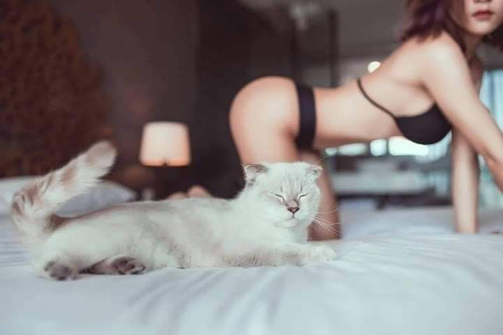 Photo by KatastophicTragedy with the username @KatastophicTragedy, who is a verified user,  May 25, 2019 at 6:19 PM. The post is about the topic Indifferent Cats In Amateur Porn and the text says 'Love how photogenic this cat is'