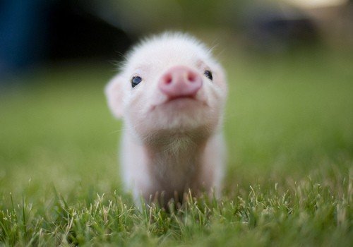 Photo by Biboyiam with the username @Biboyiam,  January 21, 2011 at 4:09 AM and the text says 'This little piggy&hellip;'