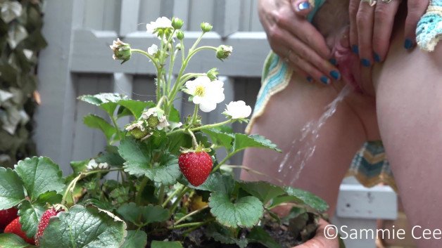 Photo by SammieCee with the username @SammieCee, who is a star user,  November 14, 2024 at 8:00 PM. The post is about the topic Piss Games and the text says '🌟Watering My Strawberry Plant 🌟
New Video Now Available
➡️sammiecee.manyvids.com
➡️clips4sale.com/77583'