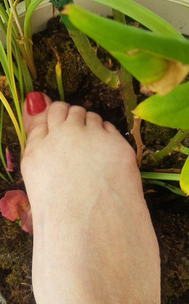 Photo by Mika36. with the username @Mika36., who is a verified user,  July 8, 2021 at 8:17 AM. The post is about the topic Amateurs and the text says 'single again and ready to walk on 😋
#summerfeet #feet #rednails'