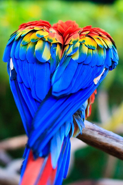 Photo by A Breeding Male with the username @ABreedingMale,  May 17, 2012 at 2:20 AM and the text says 'Love it! #parrot  #mccaw  #bird  #beautiful'