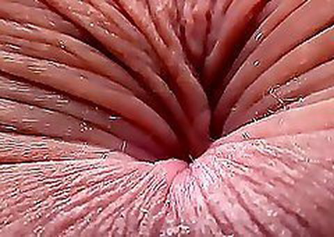 Photo by asslover61 with the username @asslover61,  August 16, 2021 at 1:54 AM. The post is about the topic Anus and the text says 'How's that for a close-up!'
