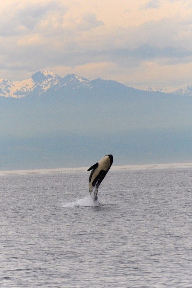 Photo by OurSecretDesires with the username @OneCouplesDesires,  March 6, 2021 at 4:23 PM. The post is about the topic Just Great Photos and the text says 'Orca off B.C. 2012'