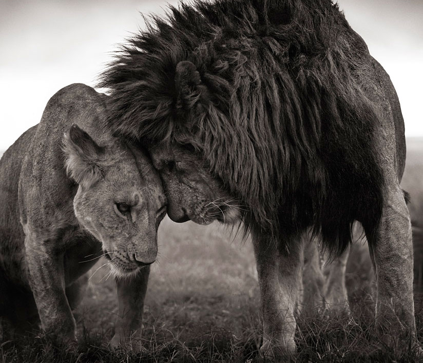Photo by Privatemale with the username @Privatemale,  October 2, 2011 at 1:28 AM and the text says 'neiture:

Lions affection, Masai Mara | image by Nick Brandt
 #Masai  #Mara  #animals  #cat  #kenya  #lions  #nature  #mpp'